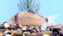 Image of Corydoras septentrionalis (Northern kongnose cory)