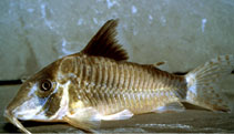 Image of Corydoras simulatus (Olga cory)