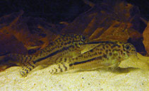 Image of Corydoras sipaliwini (Nail cory)