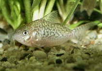 Image of Corydoras sodalis (False network catfish)