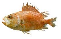 Image of Corniger spinosus (Spinycheek soldierfish)