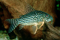 Image of Corydoras sterbai (Sterba\