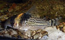 Image of Corydoras surinamensis (Suriname cory)