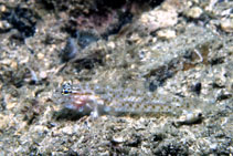 Image of Coryphopterus thrix (Bartail goby)