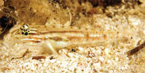 Image of Coryphopterus tortugae (Patch-reef goby)