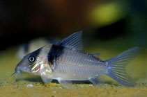 Image of Corydoras virginiae (Sangama cory)