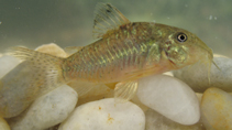 Image of Corydoras vittatus (Stripy cory)