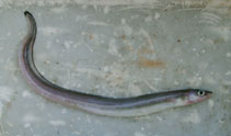 Image of Conger wilsoni (Cape conger)