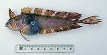 Image of Cristiceps australis (Southern crested weedfish)