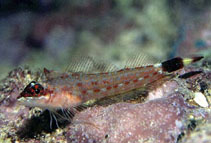 Image of Crocodilichthys gracilis (Lizard triplefin)