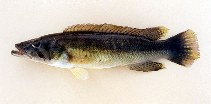 Image of Crenicichla jaguarensis 