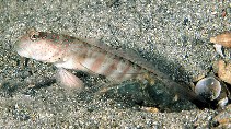 Image of Cryptocentrus leptocephalus (Pink-speckled shrimpgoby)