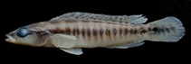 Image of Crenicichla mucuryna 