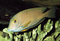 Image of Ctenochaetus strigosus (Spotted surgeonfish)