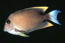 Image of Ctenochaetus tominiensis (Tomini surgeonfish)