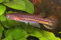 Image of Cynodonichthys birkhahni 