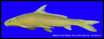 Image of Cycleptus elongatus (Blue sucker)