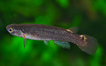 Image of Cynodonichthys fuscolineatus 