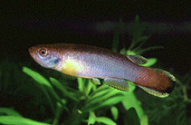Image of Cynodonichthys hendrichsi 