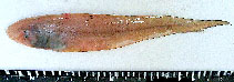 Image of Cynoglossus lingua (Long tongue sole)