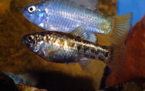 Image of Cyprinodon macularius (Desert pupfish)
