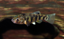 Image of Cyprinodon maya (Maya pupfish)