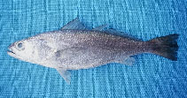 Image of Cynoscion nortoni (hake weakfish)