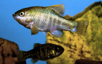Image of Cyprinodon radiosus (Owens pupfish)