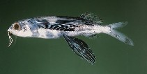 Image of Cheilopogon furcatus (Spotfin flyingfish)