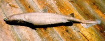 Image of Dalatias licha (Kitefin shark)