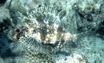 Image of Dendrochirus barberi (Hawaiian lionfish)