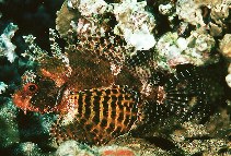 Image of Dendrochirus hemprichi (Red Sea dwarf lionfish)