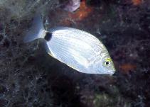 Image of Diplodus annularis (Annular seabream)