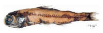 Image of Diaphus effulgens (Headlight fish)