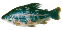 Image of Distichodus noboli 