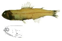 Image of Diaphus problematicus (Problematic lanternfish)