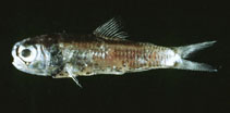 Image of Diaphus rafinesquii (White-spotted lantern fish)