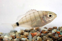 Image of Diplodus sargus (White seabream)