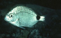 Image of Diplodus capensis (Cape white seabream)