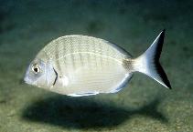 Image of Diplodus sargus (White seabream)