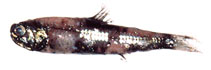 Image of Diaphus theta (California headlightfish)