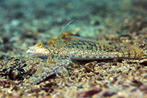 Image of Diplogrammus xenicus (Japanese fold dragonet)