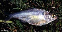 Image of Dorosoma anale (Mexican river gizzard shad)