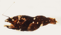 Image of Dolopichthys pullatus (Lobed dreamer)