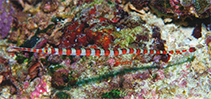 Image of Dunckerocampus boylei (Broad-banded Pipefish)