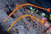 Image of Dunckerocampus pessuliferus (Yellowbanded pipefish)