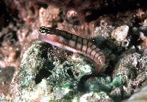 Image of Ecsenius dilemma (Twocoat coralblenny)