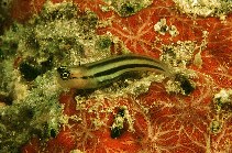 Image of Ecsenius prooculis (Striped coralblenny)