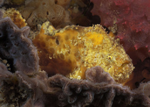 Image of Echinophryne reynoldsi (Sponge anglerfish)
