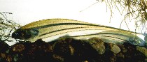 Image of Eigenmannia virescens (Glass knifefish)